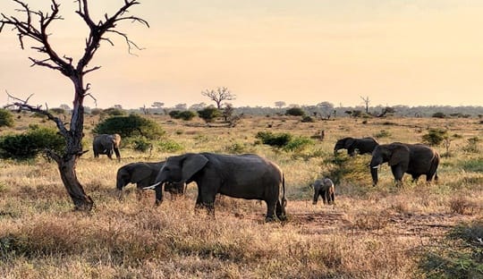 Pacote África do Sul